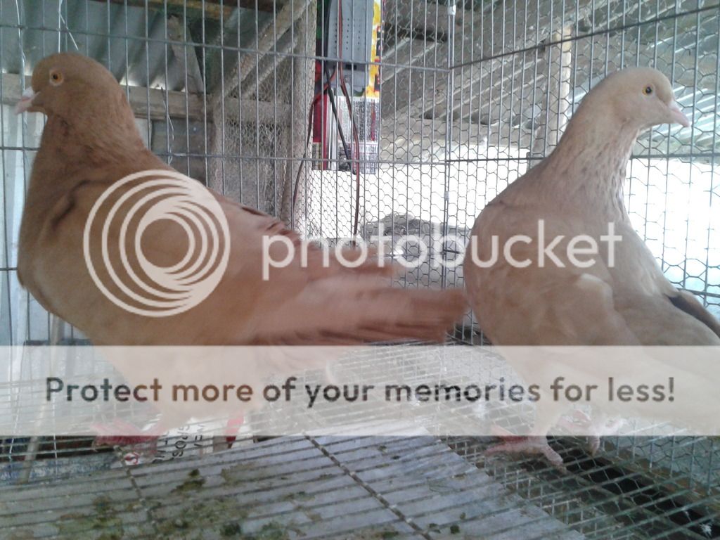 2015-03-23%2011.31.14.jpg 2015-03-23%2011.31.14.jpg
