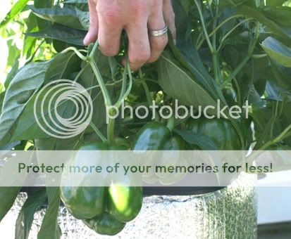 07-09-12_hydroponic-deck-garden_bel.jpg