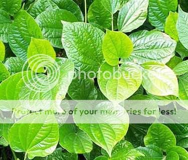 betel-la.jpg betel-la.jpg
