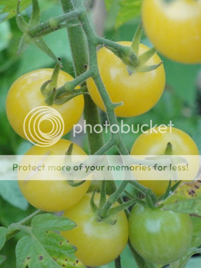 dr-carolyn-yellow-cherry-tomato.jpg dr-carolyn-yellow-cherry-tomato.jpg