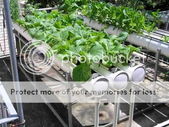 hydroponic-re-circulating-system_70.jpg