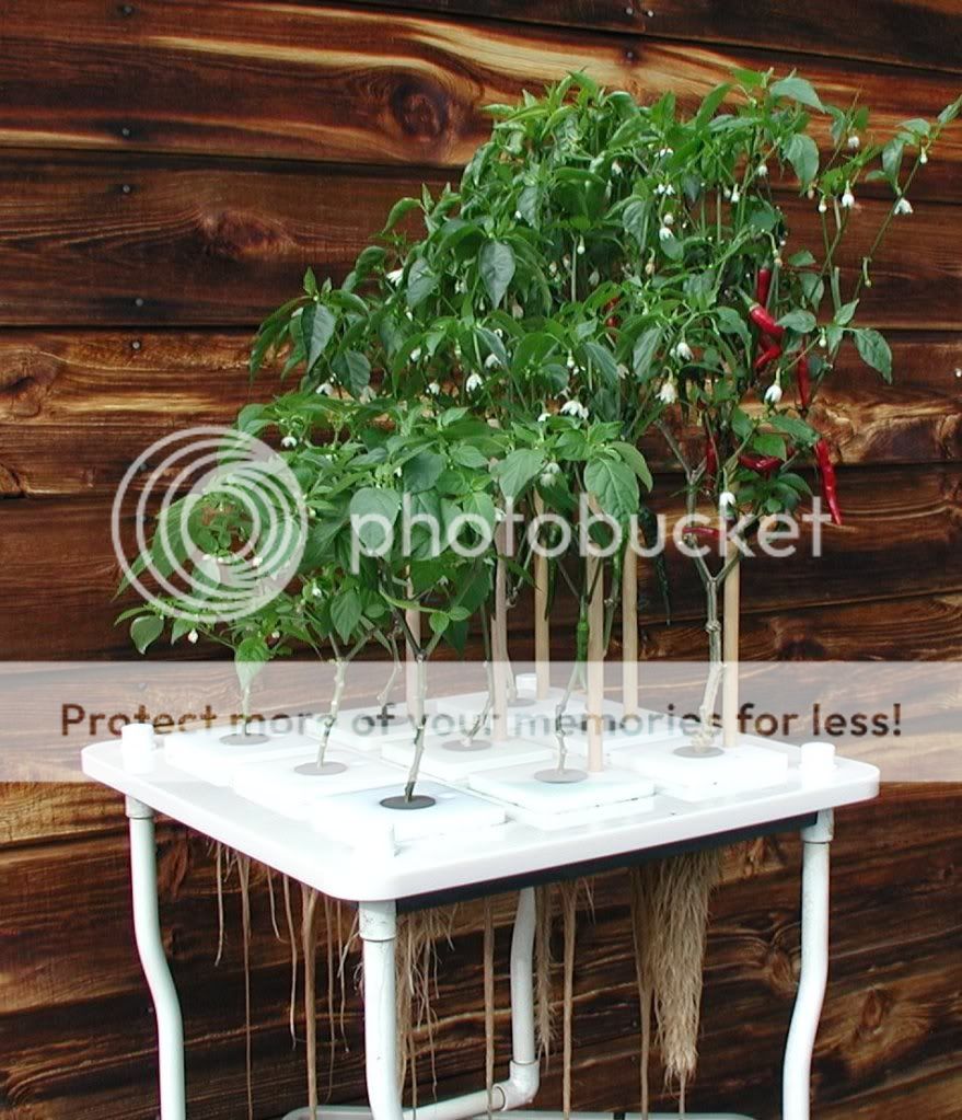 hydroponic_chillipeppers.jpg