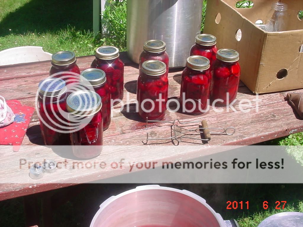 canning has started~pics - Homesteading Questions