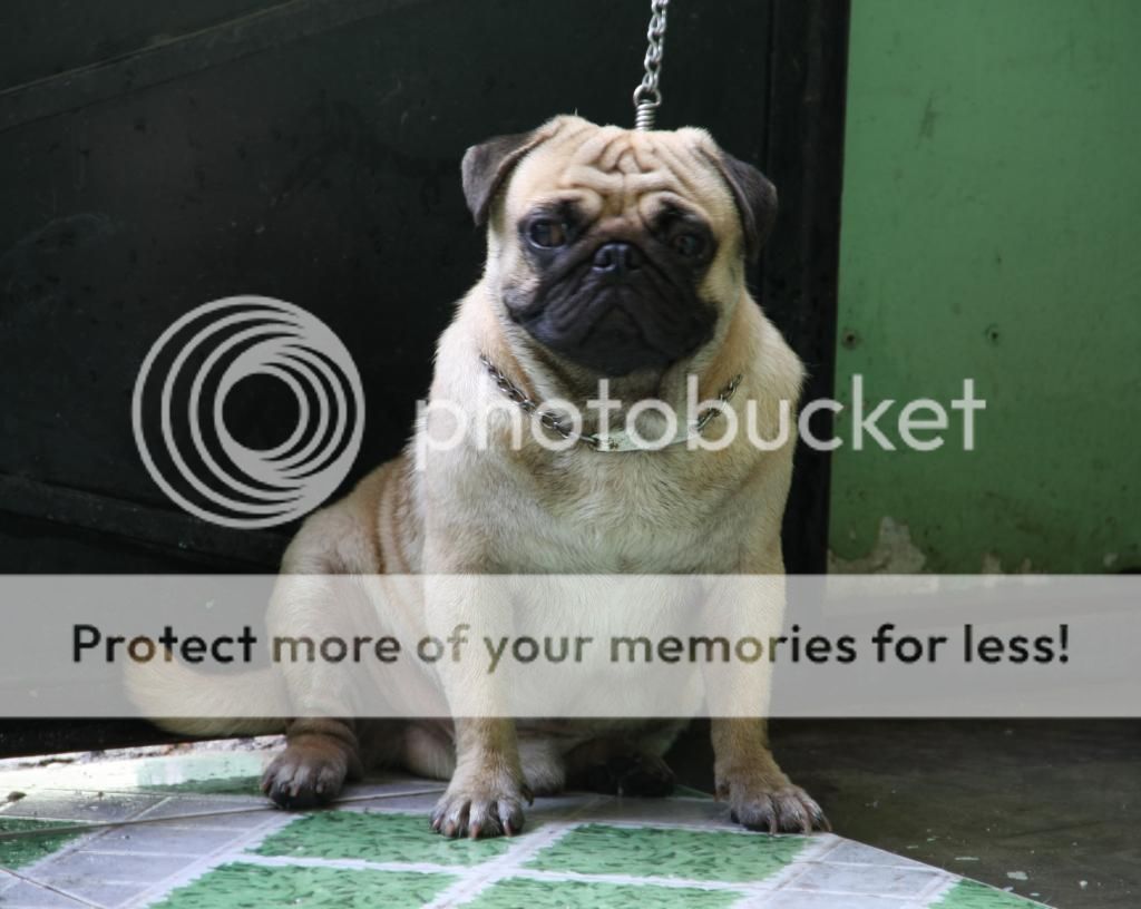 Nhận Phối giống chó PUG vàng thuần chủng giá hữu nghị chất lượng ở SG --------------- - 3