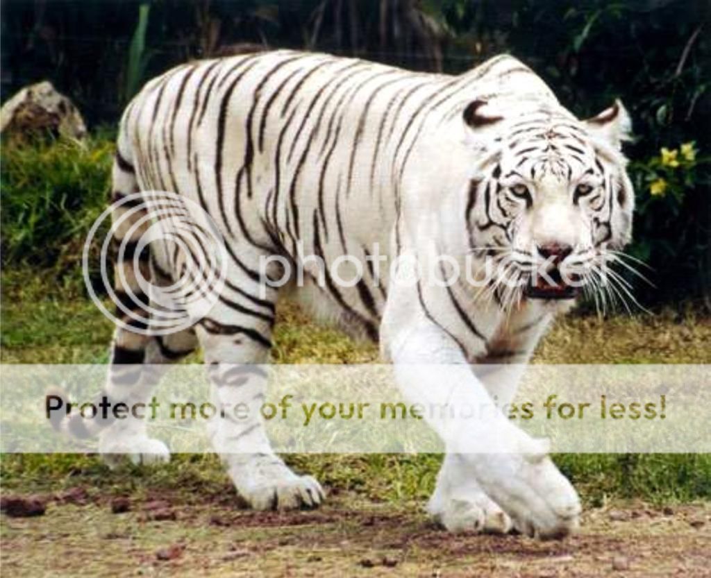 tigre