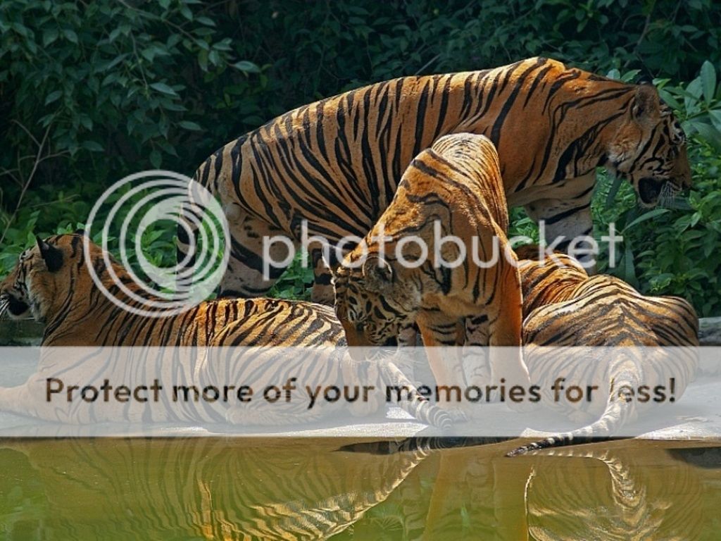 El Tigre, info, fotos y videos.