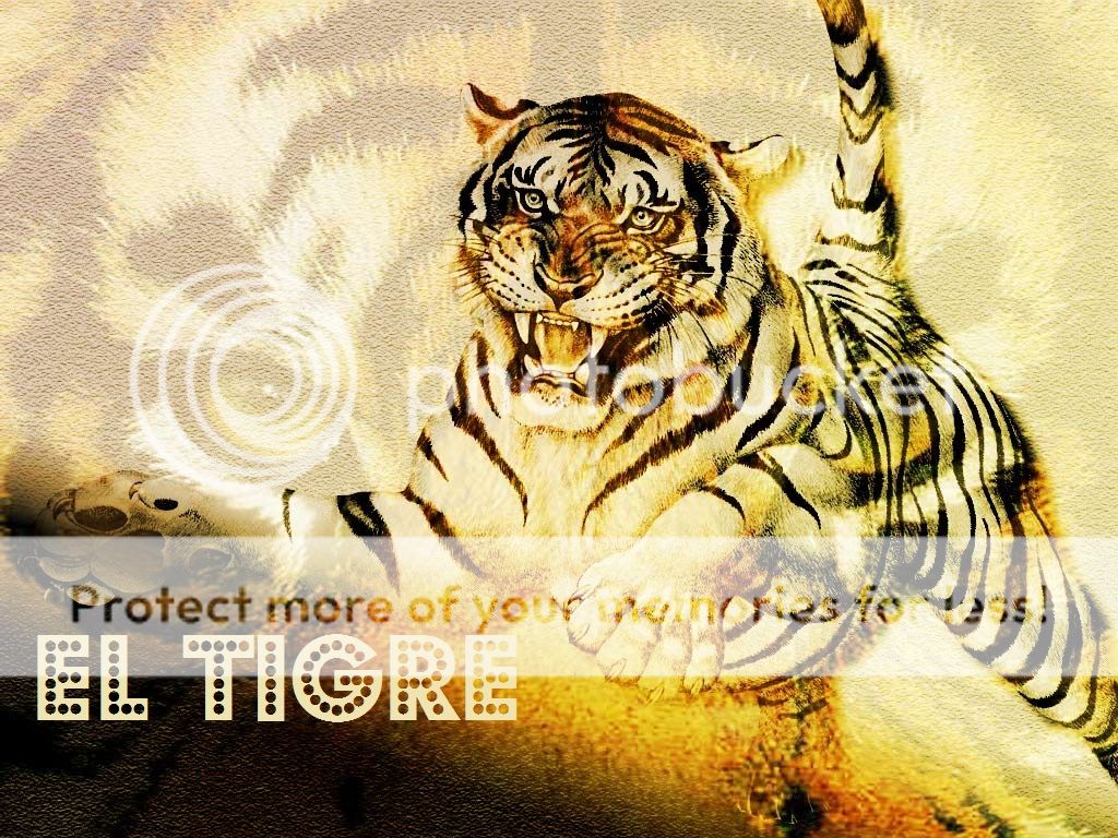 tigre