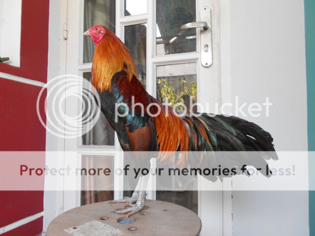 [A.MINH] Gà TRE - Gà NÒI giá mềm