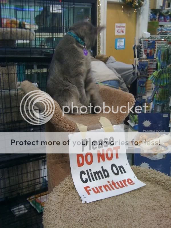 IMAGE: http://i868.photobucket.com/albums/ab249/gattisisgood/9944369f.jpg