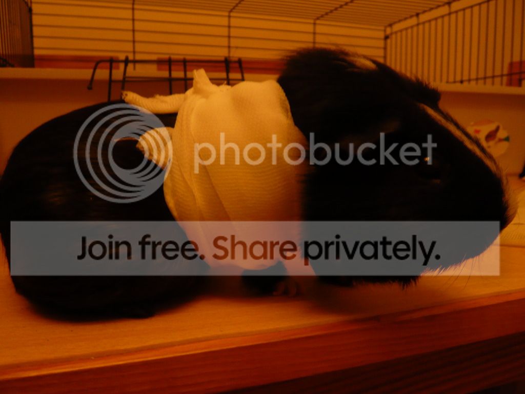 P1040690.jpg