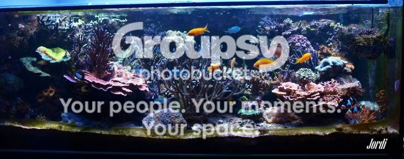 [TodoMarino.com] Poner aquí la foto de vuestro acuario...