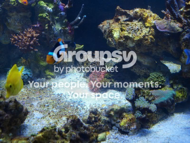 [TodoMarino.com] El nuevo gran ell acuario