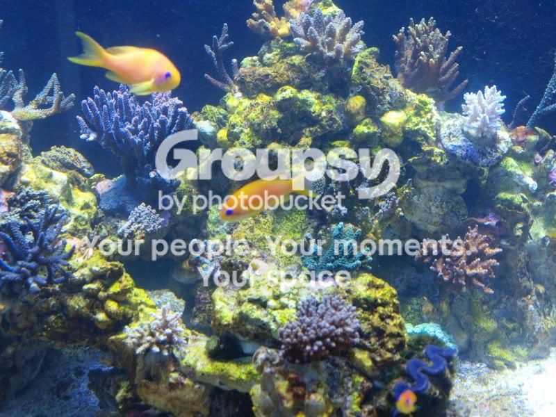 [TodoMarino.com] El nuevo gran ell acuario