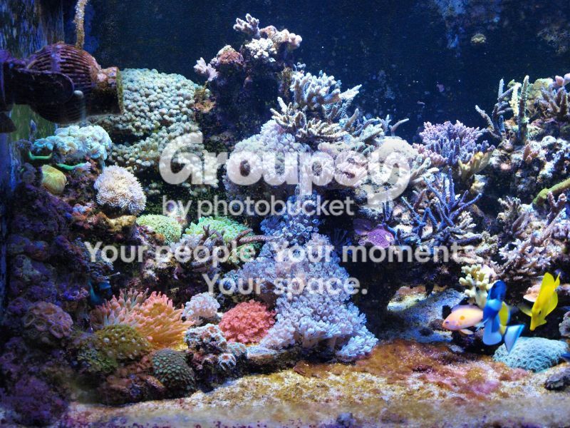 [TodoMarino.com] El nuevo gran ell acuario