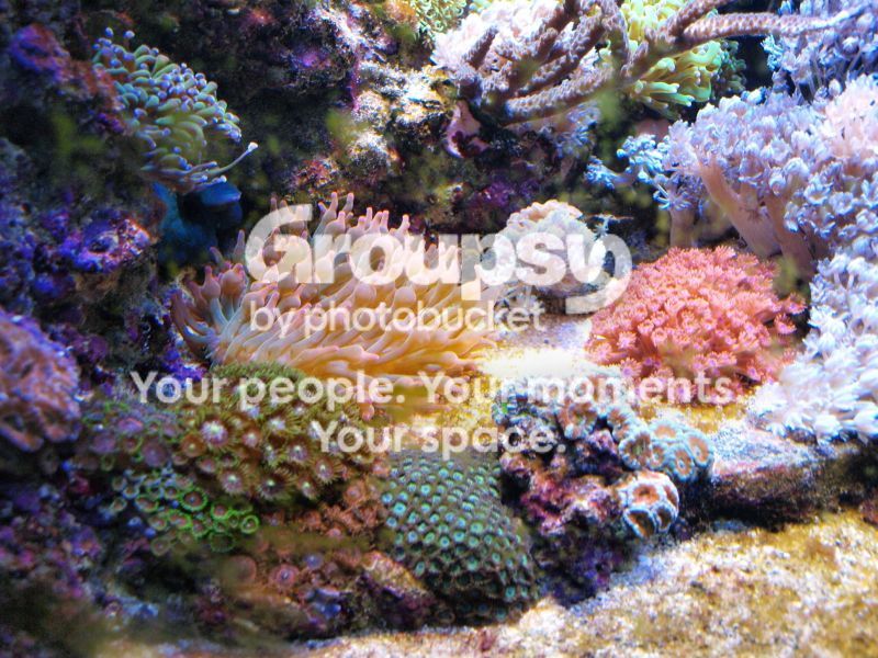 [TodoMarino.com] El nuevo gran ell acuario