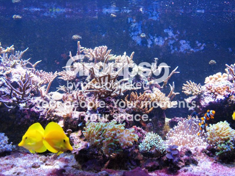 [TodoMarino.com] El nuevo gran ell acuario