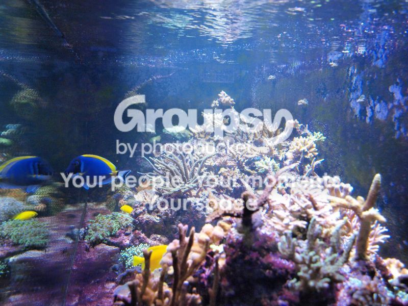 [TodoMarino.com] El nuevo gran ell acuario