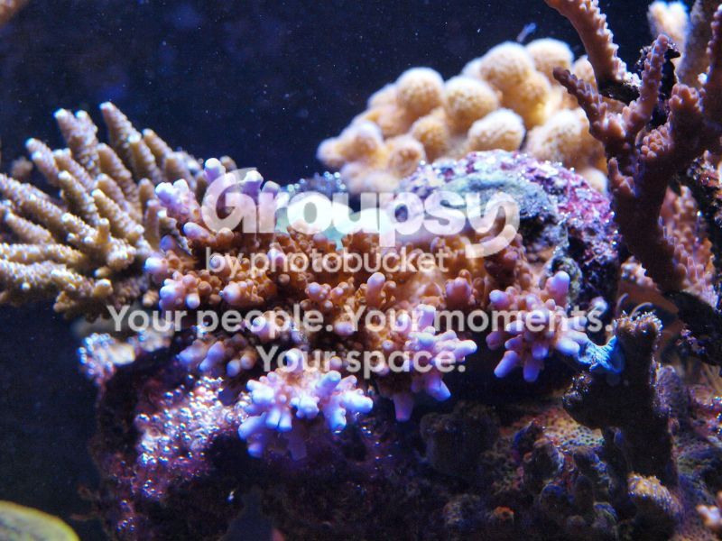 [TodoMarino.com] El nuevo gran ell acuario