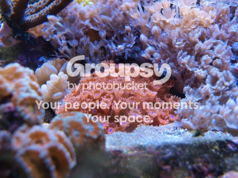 [TodoMarino.com] El nuevo gran ell acuario