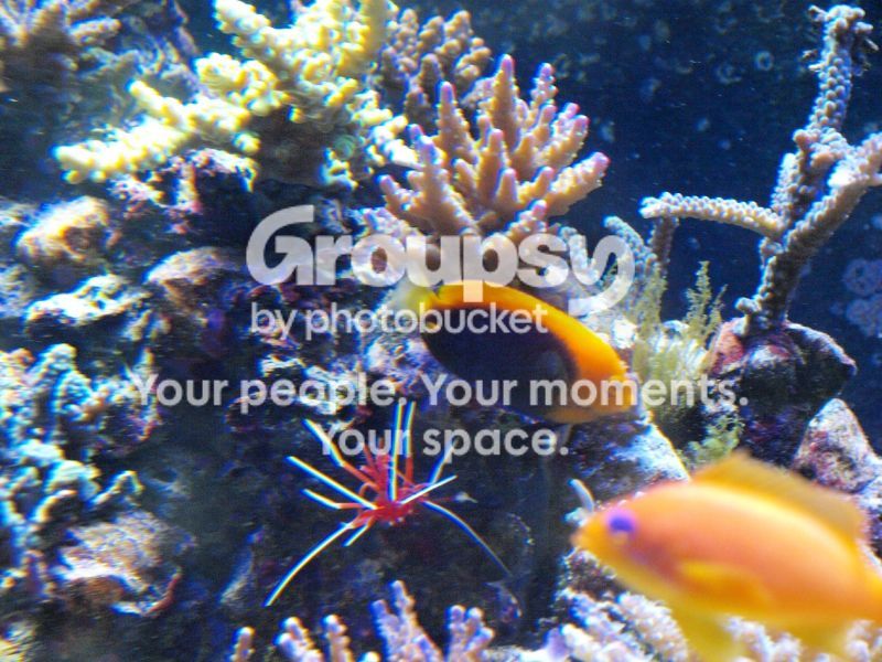 [TodoMarino.com] El nuevo gran ell acuario